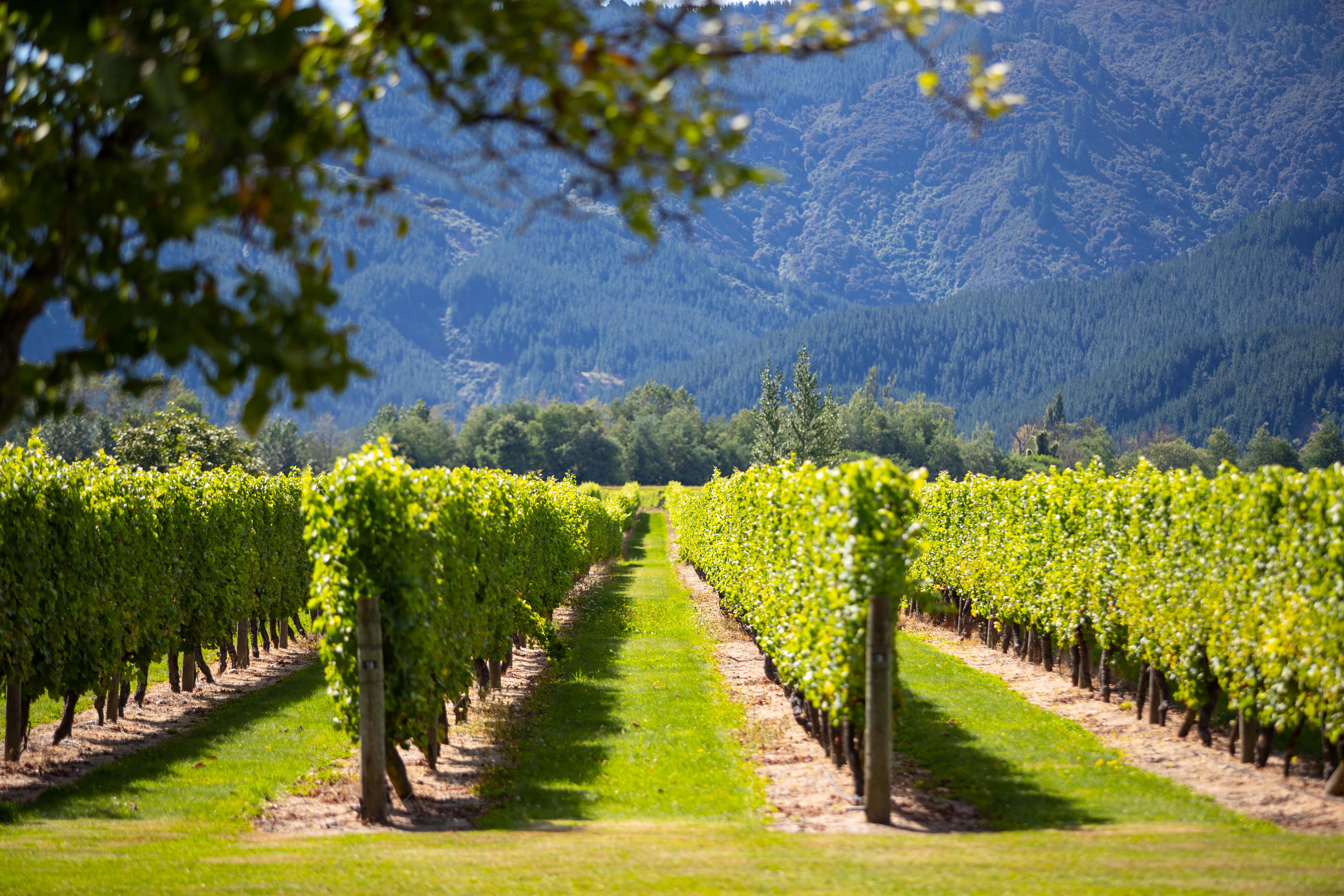 New Zealand Food &amp; Wine Travel Guide: Regional Flavours &amp; Vineyard Experiences
